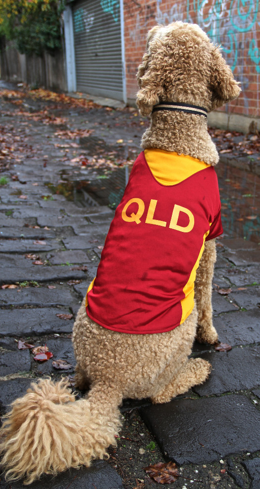 state of origin dog clothing